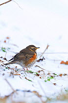 Redwing (Turdus iliacus) foraging on snow covered ground, England, UK, February.