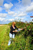 Woman picking hedgerow blackberries for jam making, Norfolk, UK, September 2011. Model released