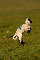 Domestic sheep (Ovis aries) spring lamb on saltmarsh jumping a few days after birth, England, UK.
