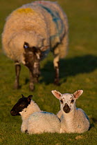Domestic sheep (Ovis aries) two spring lambs sitting with adult grazing, living on grass saltmarsh, England, UK.