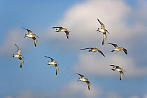 Bar tailed Godwits (Limosa lapponica) in flight over the Wash Norfolk, UK May