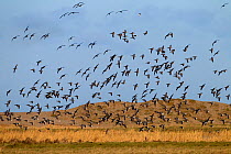 Brent Goose (Branta bernicla) flock in flight, Norfolk, UK January