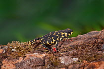 Bumble Bee Toad (Melanophryniscus stelzneri)  from Brazil, captive