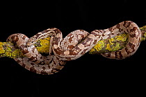 Corn snake (Pantherophis guttatus) coiled around branch, captive