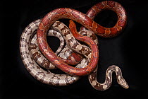 Corn snakes (Pantherophis guttatus) showing two colour forms, captive