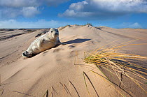 Grey seal (Halichoerus grypus) pup resting on sand dune, Norfolk Beach, UK January