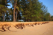 Exposed tree roots and eroded coastline, due to rising sea levels, Andaman Sea, Gulf of Thailand, 2011