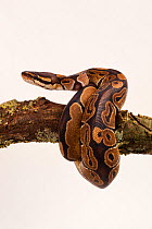 Ball python (Python regius) captive