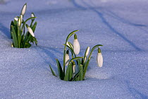RF- Snowdrops (Galanthus nivalis) in snow, UK. February. (This image may be licensed either as rights managed or royalty free.)