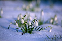 Snowdrops (Galanthus nivalis) in snow, UK February