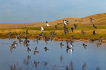 Turnstone (Arenaria interpres) flock flying over water, Norfolk, UK January