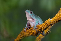Green tree frog (Litoria caerulea) captive