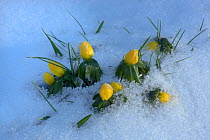 Winter aconites (Eranthis hyemalis) in snow, UK February