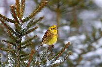 Yellowhammer (Emberiza citinella) perched in conifers, UK, February