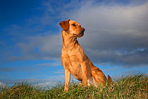 Yellow Labrador sitting portrait, UK