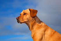 Yellow Labrador portrait, UK