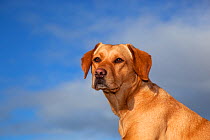 Yellow Labrador head portrait, UK