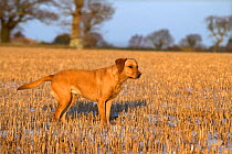 Yellow Labrador out in countryside, UK