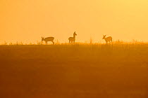 Roe deer (Capreolus capreolus) three females silhouetted in misty field at dawn, Vosges, France.