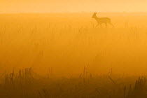 Roe deer (Capreolus capreolus) female silhouetted in misty field at dawn, Vosges, France.