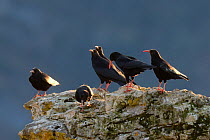 Red-billed chough (Pyrrhocorax pyrrhocorax)  group perched on rock, Gorges du tarn, France, January.