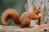 Red squirrel (Sciurus vulgaris) sitting on branch eating a nut, Allier, Auvergne, France, December.
