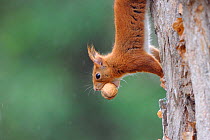 Red squirrel (Sciurus vulgaris) climbing down tree with nut in mouth, Allier, Auvergne, France, December.