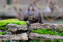 Red squirrel (Sciurus vulgaris) looking over moss covered stone wall, Allier, Auvergne, France, December 2011