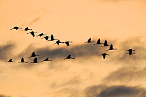 Common crane (Grus grus) flock flying in formation, silhouetted at sunset, Lac du Der, Champagne, France.