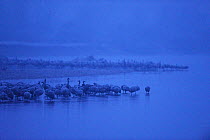 Common crane (Grus grus) flock huddled to sleep, Allier River, Auvergne, France.