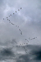 Common crane (Grus grus) flock flying in formation against grey clouded sky, Lac du Der, Champagne, France