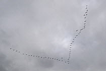 Common crane (Grus grus) in flight formation against grey sky, Lac du Der, Champagne, France.