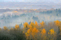 Landscape view of Vosges Forest at dawn, France, November 2011.