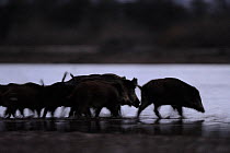 Wild boar (Sus scrofa) crossing a river early in the night, Allier River, December.