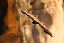 Monk / European black vulture (Aegypius monachus) in flight, Gorges de la Jonte, France, January.