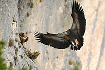 Eurasian griffon vulture (Gyps fulvus) arriving back at nest to feed chick, Gorges de la Jonte, France, January.