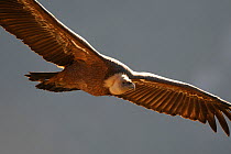 Eurasian griffon vulture (Gyps fulvus) in flight, Gorges de la Jonte, France, January.