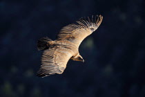 Eurasian griffon vulture (Gyps fulvus) Gorges du Tarn, France, January.