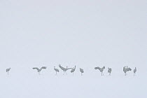 Common crane (Grus grus) standing in line on snow covered lake, Lake du Der, Champagne, France, February.