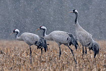 Common crane (Grus grus) walking through field in snow, Lake du Der, Champagne, France. February