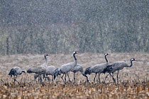 Common crane (Grus grus) group standing in field during snow shower, Lake du Der, Champagne, France. February