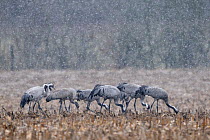 Common crane (Grus grus) group feeding in field during snow shower, Lake du Der, Champagne, France. February