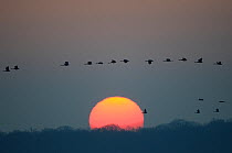 Common crane (Grus grus) flock flying over low sun just about to set, Lake du Der, Champagne, France. February