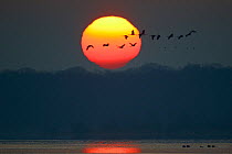 Common crane (Grus grus) silhouetted flock flying past sun about to set, Lake du Der, Champagne, France. February