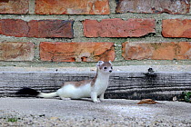Stoat  (Mustela erminea) standing profile with brick wall in background, Champagne, France.