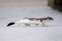Stoat (Mustela erminea) in partial winter coat running in snow, Champagne, France, Februray.
