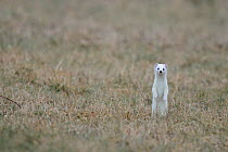 Stoat (Mustela erminea) in winter coat, standing up on back legs looking at camera, Champagne, France, Februray.
