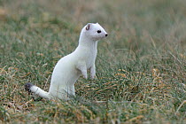 Stoat (Mustela erminea) in winter coat, standing up on back legs surveying area, Champagne, France, Februray.