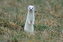 Stoat (Mustela erminea) in winter coat, standing up on back legs looking at camera, Champagne, France, Februray.
