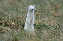 Stoat (Mustela erminea) in winter coat, standing up on back legs surveying area with eyes half closed, Champagne, France, Februray.